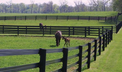 Horse Fence Direct -Centaur Hot-Rail Fence Cattle Grazing, Horse Fence, Country Fences, Fence Plants, Small Fence, Horse Fencing, Natural Fence, Concrete Fence, Horizontal Fence