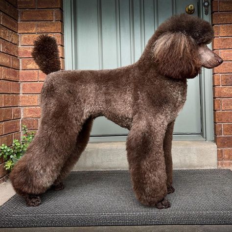 Dog Breed ➡️ STANDARD #POODLE From Desert Rain Poodles 🐶 Antigua Chocolate Truffle Country 🇺🇸 #Usa #arispedigreeonline Standard Poodle Continental Clip, Winter Poodle Haircuts, Chocolate Poodle Standard, Chocolate Standard Poodle, Miniature Poodle Cuts, Brown Standard Poodle, Poodle Styles, Standard Poodle Cuts, Canine Reference