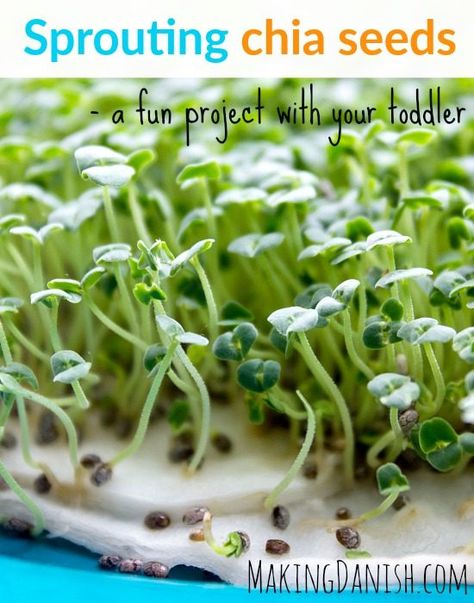 Sprouting chia seeds – a fun project with your toddler Chia Sprouts, Chia Seed Plant, Sprouting Chia Seeds, Growing Chia Seeds, Microgreens Garden, Growing Sprouts, Science Experiments For Kids, Plant Based Lunch, Experiments For Kids