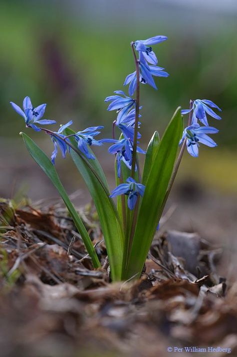 Siberian Squill, Tropical Party Decorations, Forest Plants, Flower Nail Designs, Garden Bulbs, Woodland Garden, Most Beautiful Flowers, Design Flower, Acrylic Flowers