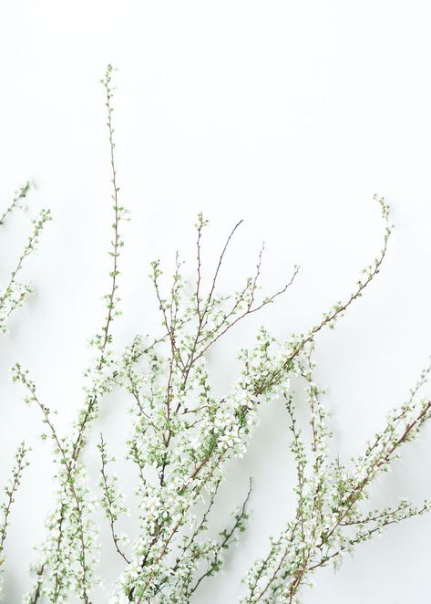 White Spring Flowers Wedding, Minimalist Whimsical Wedding, White Spring Wedding Flowers, Spirea Bouquet, White Floral Aesthetic, Spring White Wedding, Flower Aesthetic White, Spirea Flower, White Spirea