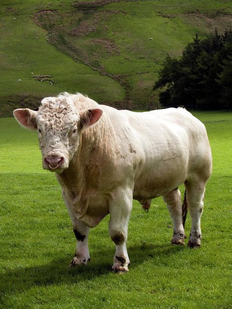 Scotland Art Print featuring the photograph Charolais Bull In Green Fields At by Gannet77 Scotland Art, Cow Photos, Bull Cow, Free Stock Photos Image, Animal Photography, All Print, All Art, Jigsaw Puzzle, Royalty Free Images