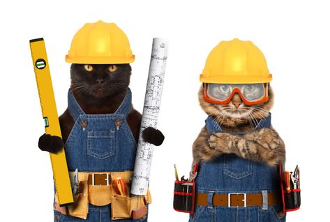 Working Cats Program Cat Construction, Construction Hat, Cat Company, Working Men, Job Humor, International Cat Day, Cute Funny Pics, Cat Reading, Cat Pose