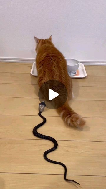 Yut Indrawati on Instagram: "🙃🙃 #cat  #catlover" Fluffy Cats Cute, Cat Entertainment Ideas, Christmas Cat Pictures, Funny Kittens Videos, Weird Cat Pics, Homemade Cat Toys Diy Easy, Cat Climbing Rope, Cats And Christmas Trees, Cat Walks In House