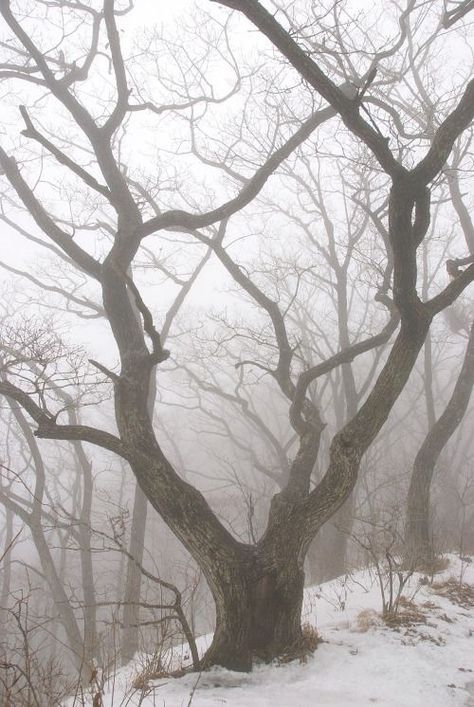 White Ash Tree, Snow Winter Aesthetic, Memories Aesthetic, Snow Tree, Snowy Forest, Misty Forest, Winter Wood, White Snow, The Secret History