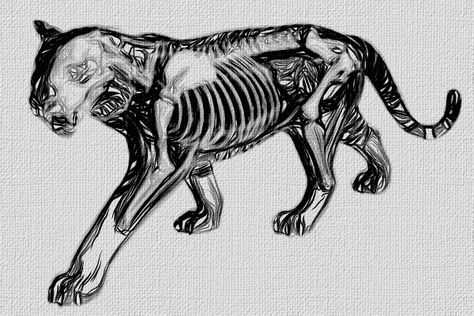 Tiger Skeleton Tiger Skeleton Drawing, Tiger Skeleton Tattoo, Panther Skeleton, Abject Art, Tiger Skeleton, Skeleton Anatomy, Panther Tattoo, Skeleton Drawings, Tiger Drawing