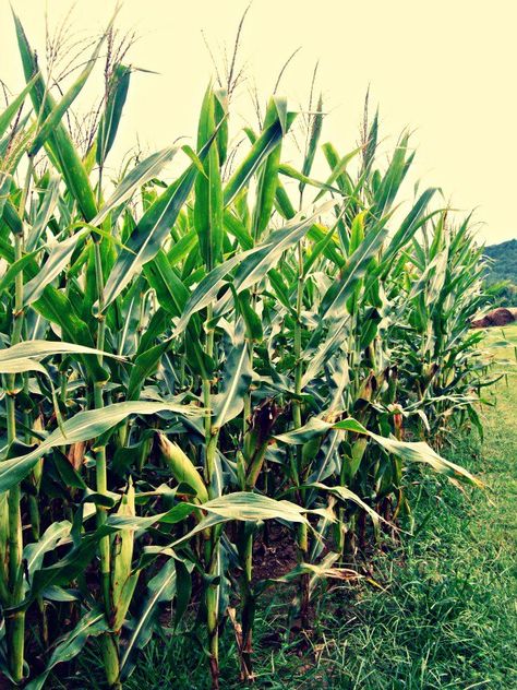 Corn Crop Crop Top Corn Shirt, Crop Field Photography, Corn Plant Illustration, Corn Botanical Illustration, Small Corn Field, Corn Crop, Art Assignments, Farm Boys, Corn