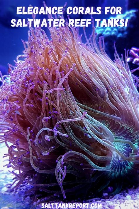 Everything you need to know about keeping Elegance corals in your saltwater tank! #reeftank #saltwateraquariums #saltwatercorals #fishtanks Saltwater Reef Tank, Cheese Burrito, Coral Aquarium, Saltwater Aquarium Fish, Coral Reef Aquarium, Reef Tanks, Saltwater Fish, Water Tanks, Saltwater Tank