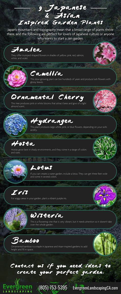 9 Japanese & Asian Inspired Garden Plants - Evergreen Landscaping Flowers In Japanese Garden, Japanese Influenced Garden, Chinese Gardens Landscape, Japanese Inspired Garden Front Yards, Plants For A Japanese Garden, Asian Plants Outdoor, Japanese Themed Garden, Japanese Garden Plants Full Sun, Japanese Garden Flowers