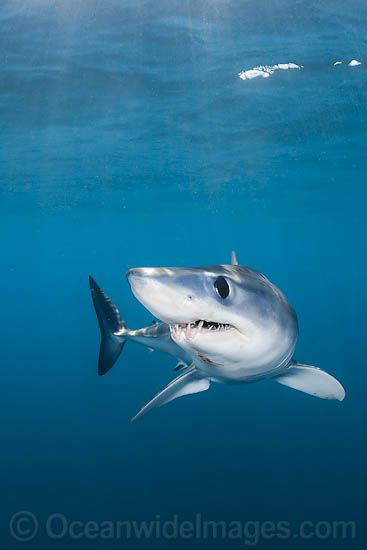 Mako Shark Tattoo, Shortfin Mako Shark, Save The Sharks, Shark Photos, Shark Pictures, Bull Shark, Mako Shark, Reef Shark, Shark Fishing