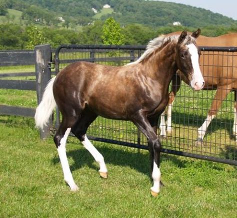 Sooty (palomino) - At 4 1/2 months old, she shows an extreme sooty palomino color Palomino Andalusian, Sooty Palomino, Wild Palomino, Chocolate Palomino, Sooty Palomino Horse, Unique Horses, Palomino Horses, Palomino Arabian, Palomino Warmblood