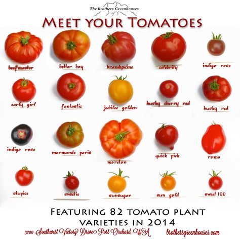 Tomato varieties Different Types Of Tomatoes, When To Pick Tomatoes, Fruits And Vegetables List, Tomato Varieties, Types Of Tomatoes, Varieties Of Tomatoes, Food Infographic, Food Charts, Food Info