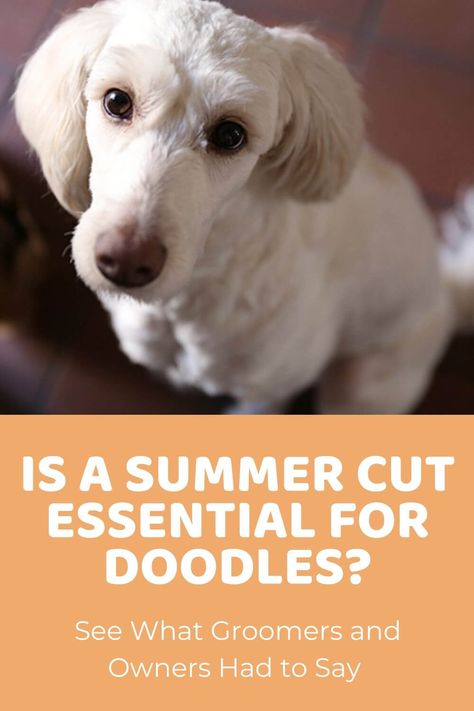 Is a Summer Cut Essential for Doodles? Groomers & Owners Weigh In Doodle Cuts For Summer, Sheepadoodle Summer Haircut, Summer Doodle Haircut, Doodle Summer Cut, Doodle Summer Haircut, Poodle Summer Cut, Labradoodle Summer Cut, Goldendoodle Summer Haircut, Labradoodle Cuts