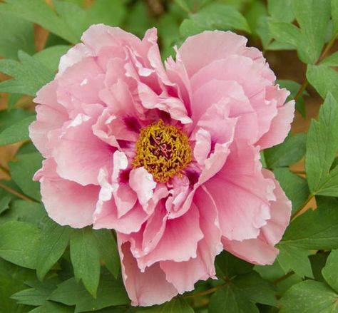 Peony Itoh, Itoh Peony, Itoh Peonies, Yellow Peonies, Flower Varieties, Paeonia Lactiflora, Peony Root, Coral Peonies, Planting Shrubs