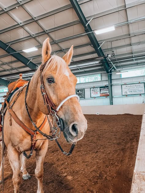 Palomino Barrel Horse, Tan Horse, Barrel Horses, Western Horse Riding, Palomino Horses, Horse Riding Quotes, Dream Horse Barns, Cute Horse Pictures, Palomino Horse