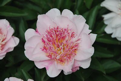 Cottage Tiny House, Growing Peonies, Bird Garden, Planting Seeds, Beautiful Gardens, The South, Planting, The Heat, Peonies