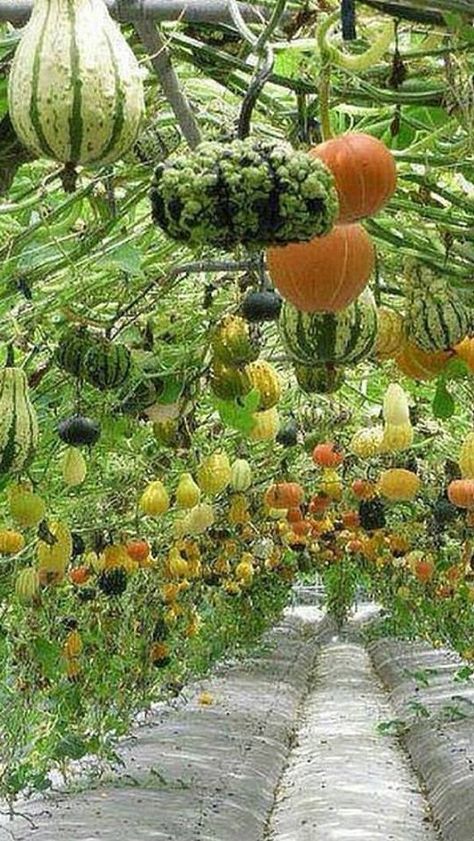 squash tunnel..... | Veg garden, Pumpkin trellis, Garden inspiration Pumpkin Trellis, Pumpkin Garden, Indoor Vegetable Gardening, Potager Garden, Backyard Vegetable Gardens, Veg Garden, Home Vegetable Garden, Vegetable Garden Design, Food Garden