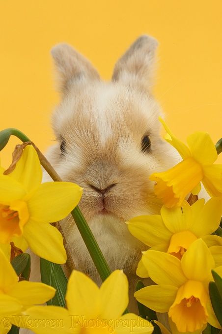 Easter Yellow, Yellow Animals, Baby Bunny, A Bunny, Baby Bunnies, Mellow Yellow, Animal Planet, Funny Animal Pictures