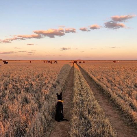 Abandoned Farmhouse, Australian Farm, Country Backgrounds, Abandoned Cities, Future Farms, Farm Lifestyle, Outback Australia, Western Life, Country Lifestyle