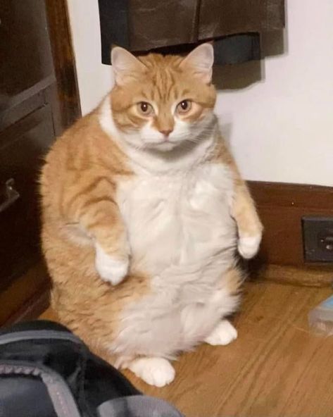 Funny Fat Cats | 1M Soon on Instagram: “Guess the weight👇🏼 - - Fat cat content everyday😁@fatcathappycat . . Credit: @??? . . 📥 We are here . Hashtags #lovelycat #instacat_meows…” Fat Orange Cat, Fat Animals, Funny Couple Pictures, Cat Expressions, American Shorthair Cat, Cat Icon, Yellow Cat, Silly Animals, Cute Dogs And Puppies