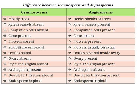 gymnosperms vs angiosperms Biology Plants, Scope And Sequence, 7th Grade Science, Biology Facts, Study Flashcards, Biology Lessons, Learning To Read, Biology Notes, Phonological Awareness