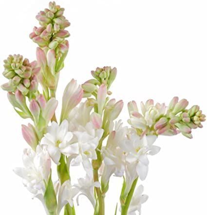 Fragrant White Double Tuberose - 12 Bulbs for Planting | Ships from Easy to Grow Vegan Essentials, Plant Bulbs, Clean Perfume, Popular Decor, Flower Style, Indoor Flowers, Language Of Flowers, Essential Oil Perfume, Bulb Flowers