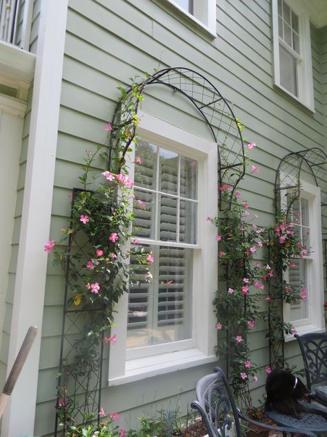 Upgrade Your  Climbing Garden Rose | Home Decor
rose garden ideas,rose gardening ideas,roses garden ideas,rose gardens ideas
garden,rose,rose garden wedding,cottage garden,roses garden landscape
rose garden landscape,rose gardens landscape,flower garden,dream garden,secret garden
english cottage garden,rose flower,rose garden,roses  garden,climbing rose,beauty garden Trellis Around Window, Wire Trellis Diy, Window Trellis, Window Trellises, Trellis Diy, Clematis Trellis, Gardening Design Diy, Metal Garden Fencing, Building A Trellis