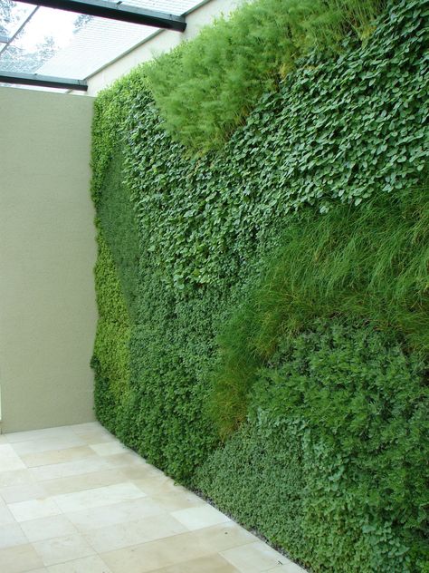 a green wall planted with easy to grow herbs. Green Wall Plants, Hampton Court Flower Show, Herb Wall, Plants Growing, Walled Garden, The Secret Garden, Wall Garden, Green Rooms, Living Wall