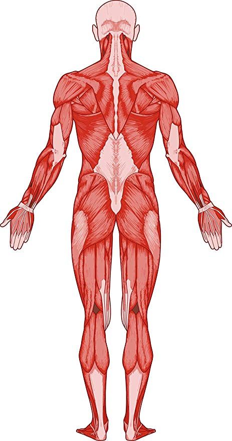 Amazon.com: Anatomic Human Body Anatomy Cartoon Art Drawing Vinyl Sticker (2" Tall, Muscle Colored): Automotive Human Muscles Drawing, Human Anatomy Cartoon, Human Muscle Anatomy Drawing, Human Anatomy Stickers, Muscle Figure Drawing, Human Muscle Anatomy Art Reference, Human Anatomy Art Models, Body Muscles Anatomy Drawings, Human Back Anatomy