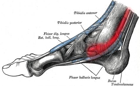 4 Ways to Prevent and Treat Posterior Tibial Tendonitis - Runners Connect Running Injury Prevention, Ankle Surgery, Foot Exercises, Running Injuries, Ankle Pain, Nerve Pain Relief, Shin Splints, Joints Pain Relief, Nerve Pain