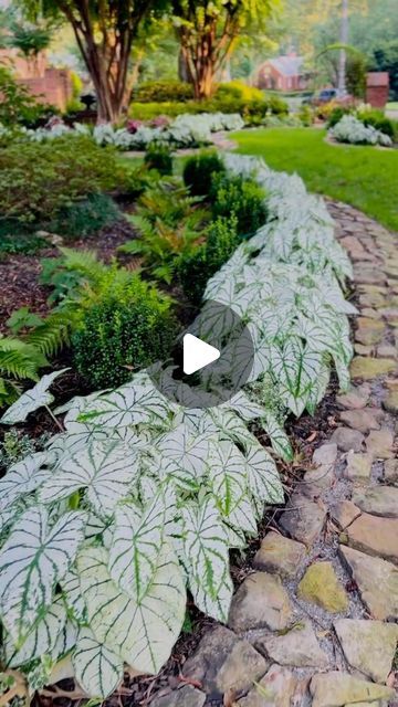 The_Psychiatrist’s_Garden on Instagram: "CALADIUMS!!! How I plant them. In early May I plant Caladium tubers. The soil needs to average 65 degrees for them to start growing. For warmer zones I do recommend tubers over starter plants. I dig a shallow hole (only 2-4 inches deep) & then throw them in. I try to space them a few inches apart, but don’t fuss over it. I do groupings about 1.5-2 feet apart. Cover with a little mulch if I think about it. 4-6 weeks after planting they begin to emerge. For me they last through September, often into early October. They are Annuals here in 7b, but I lift and store as many tubers as I can each year. #caladiums #foliage #gardenplants #plants #planting #plantingdesign #plantlove #summergarden #gardeninglife #gardeningtips #mygarden #inmygarden #in Caladiums Landscaping, Caladium Garden, Caladium Plants, Starter Plants, Window Boxes, Think About It, The Soil, May I, Plant Design