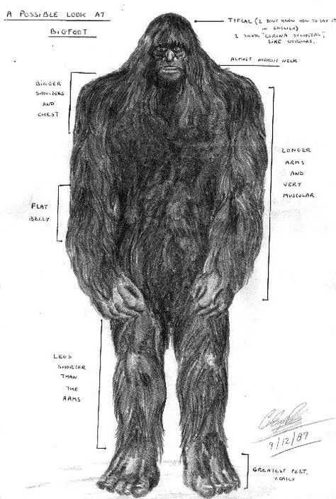 Sasquatch by Dracowhip on DeviantArt Bigfoot Party, Bigfoot Pictures, Yeti Bigfoot, Bigfoot Art, Paranormal Stories, Finding Bigfoot, Bigfoot Sightings, Legends And Myths, Bigfoot Sasquatch