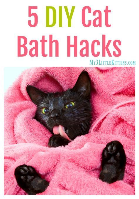 5 DIY Cat Bath Hacks. The How To Behind Giving Your Cat a Bath! Bath Hacks, Katt Diy, Cat Bath, Cat Ideas, Cat Hacks, Cat Anime, Healthy Cat, Cat Care Tips, Kitten Care