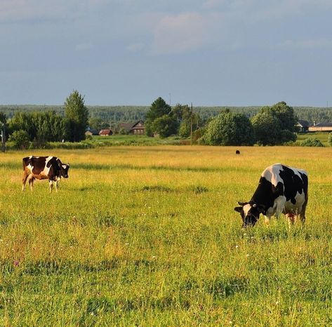 Farm Scenery Landscapes, Simple Landscape Reference, Landscape Reference Photos, Landscape With Animals, Farmland Landscape, Cow Landscape, Cow Field, Rural Photography, Landscape Reference