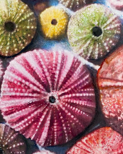 Sea Urchins I painted sea urchins a few years ago. They are a really good subject because they have form, texture and color. This is a bigger version made on handmade paper. If you want it, go to my Etsy shop. Link in bio and swipe for close ups! #seaurchin #originalart #contemporaryart #handmadepaper #etsyart #artforsale #buyart #colorcolor #cyprusarts #cyprusartist #underthesea Sea Urchins Art, Sea Urchins, Time And Tide, Gcse Art, Sea Urchin, Etsy Art, Creative Arts, Handmade Paper, Picture Book