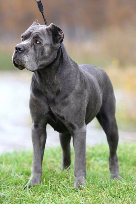 Cana Corso, Kane Korso, Puppy Aesthetic, Cane Corso Italian Mastiff, Cane Corso Mastiff, Cane Corsos, Italian Mastiff, Cane Corso Puppies, Big Dog Breeds