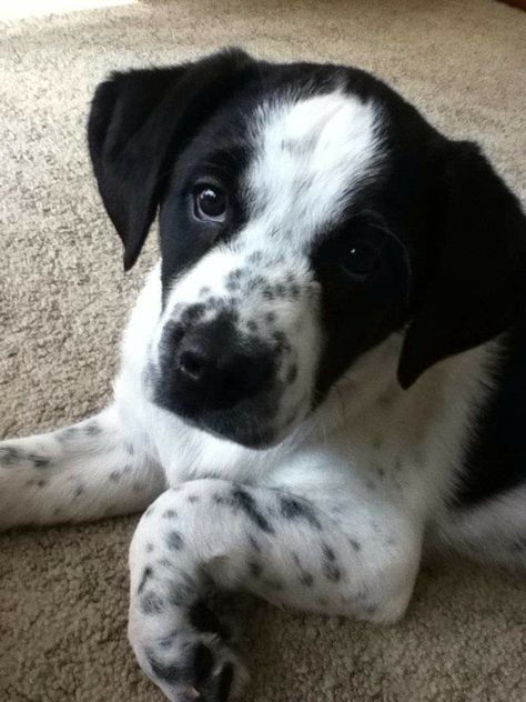 #puppy #dog #cute #lab #beagle #mut #spots #black #white #blackandwhite #floppyears Black And White Puppies, Black And White Beagle, Black Beagle, Dr Pets, White Lab Puppies, White Dog Breeds, White Beagle, Dog Black And White, Dog Crossbreeds