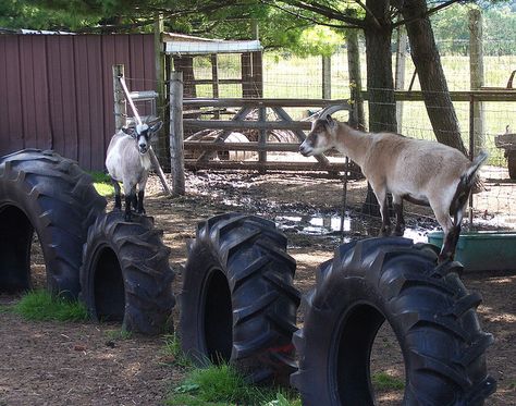 tire playground for goats... OMG I NEED GOATS SO I CAN MAKE THEM A PLAYGROUND!!!!!!!!!!!!! Tiger Siberian, Goat Playground, Goat Ideas, Goat Toys, Goat Shed, Goat Shelter, Goat Pen, Pygmy Goats, Mini Goats