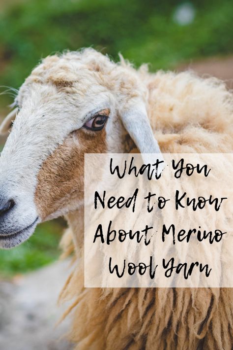 What You Need to Know About Merino Wool Yarn Merino Sheep, Sheep Breeds, Merino Wool Yarn, Body Heat, Synthetic Fabric, Sheep Wool, Wool Yarn, Need To Know, Merino Wool