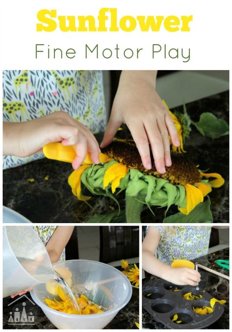 Sunflower fine motor play Sunflower Activities, Fine Motor Play, Motor Skills Preschool, Fine Motor Activities For Kids, Sensory Activities Toddlers, Kids At Home, Fine Motor Skills Activities, Motor Skills Activities, Preschool Science