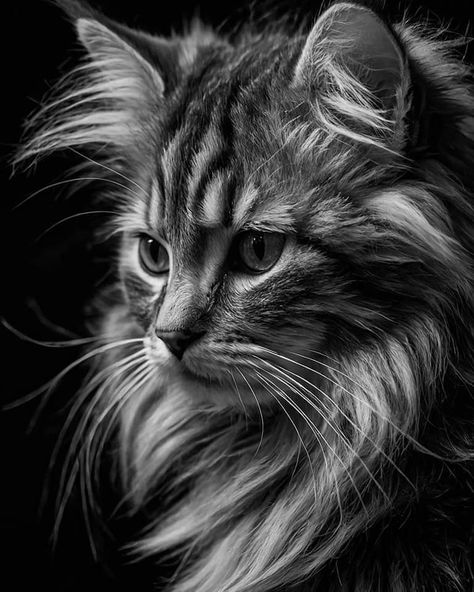 Animal Photography Black And White, Cat Studio Photography, Cat Portraits Photography, Black And White Animals, Cat Black And White, Grayscale Art, Face Art Drawing, Smiling Animals, Cat Phone Wallpaper