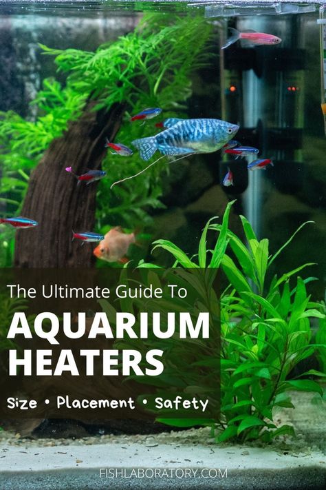 Aquarium Heater, Aquarium Water, Fish Aquarium, Rule Of Thumb, Gallon Of Water, Vivarium, Freshwater Aquarium, Aquatic Plants, Planted Aquarium