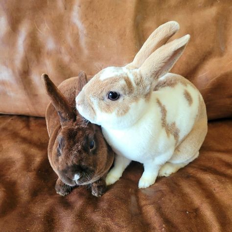 Chocolate and Cinnamon, rabbits of Instagram. Mini Rex Bunnies, Rabbits, Small Pets, Pet Care, Farm Animals, Cinnamon, Animals, Instagram