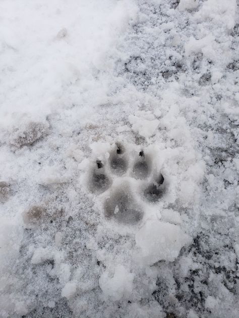 Snow paw print Lynx Paw Print, Fox Footprint, Runes Tattoos, Snow Leopard Print, Rune Tattoo, Arctic Fox, Leopard Dress, Snow Leopard, Winter Scenes