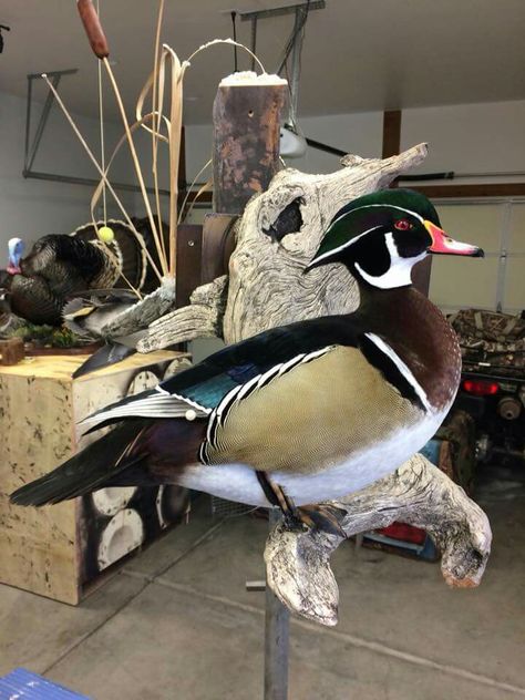 Wood Duck Duck Taxidermy Mounts, Duck Taxidermy, Duck Hunting Man Cave, Duck Mounts Taxidermy, Taxidermy Duck, Wood Duck Mounts, Duck Hunting Decor, Hunting Man Cave, Deer Mount Decor