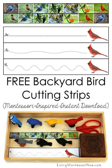 Bird Preschool, B Is For Bird, Birds Preschool, Preschool Birds, Bird Activities, Bird Printables, Bird Study, Birds Theme, Montessori Printables