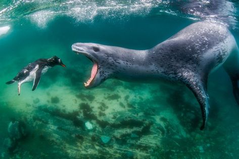 Leopard Seal, Gentoo Penguin, World Nature, Perfectly Timed Photos, Photography Competitions, Photography Contests, Gifu, World Photography, Photography Awards