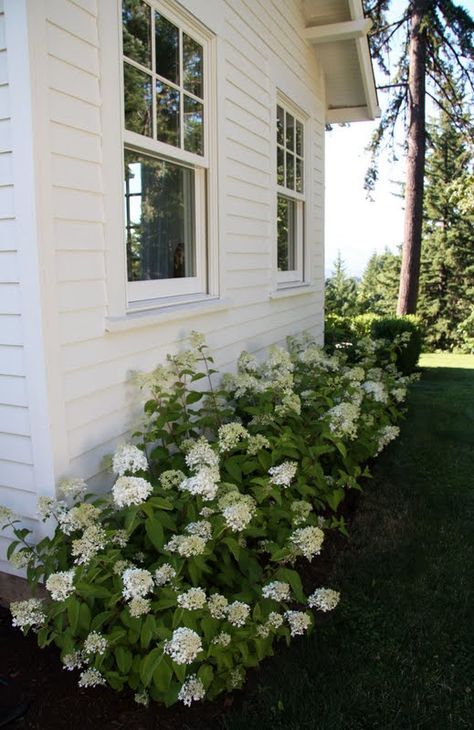 Porch Landscaping, Hydrangea Bush, Farmhouse Landscaping, Patio Pergola, Planting Hydrangeas, Front Landscaping, Farmhouse Garden, Have Inspiration, Home Landscaping