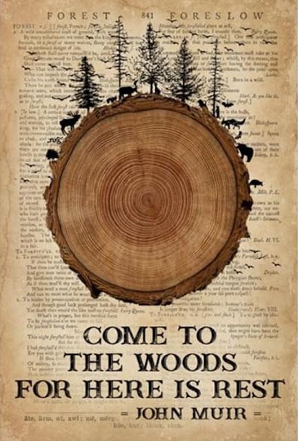 John Muir Quote | Content in a Cottage Poster Art Ideas, Camping Poster, John Muir Quotes, Poster Vintage Retro, John Muir, A Tree, Vintage Posters, 30 Day, Poster Art