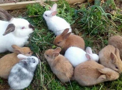 Young rabbits with their mother Young Rabbit, Rabbits, Cute Stuff, Cute Things, Palace, Cute Animals, Animals, I Love